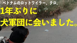 1年ぶりに犬軍団に会いました。【ベトナムのロットワイラー、クロ。】