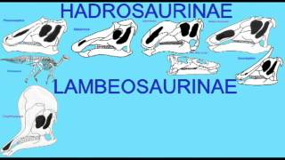 PL EXAM 2: HADROSAUR SUBFAMILIES.avi