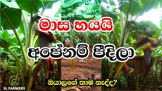 November 4, 2024slfarmers|කෙසෙල් වගාව|0701792767|