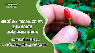 കാന്താരി പണം കായ്ക്കും ചെടി ? #kanthari #agriculture #vegetables #vegitables