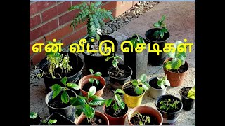 என் வீட்டு தோட்டத்தில் செடி எல்லாம் கேட்டு பார் | Plants in my garden | Siddhas Wellbeing