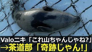 アザラシ幼稚園、貴重映像が発掘されて茶道部が歓喜