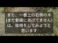 柿の木伐採！　でも実験的なんで。　柿畑開拓日記