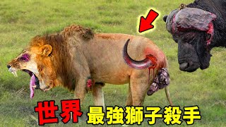 世界上能夠獵殺獅子的6種動物，犀牛只能排第四，第一名堪稱完美獅子殺手，身懷獨特「獵獅絕技」，獅子見面都要抖三抖！