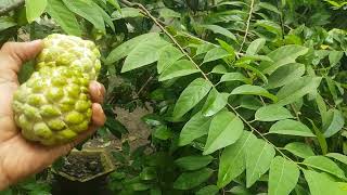 ആത്തപ്പഴം / സീതപ്പഴം വിളവെടുപ്പ്, പരിചരണം