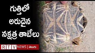 గుత్తిలో అరుదైన నక్షత్ర తాబేలు || STAR TAMBELU || RTV NEWS