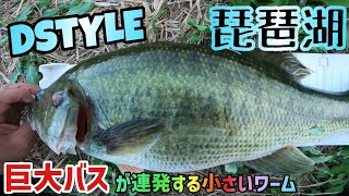 【琵琶湖バス釣り】小さいワームでランカーバスが連続バイト！DSTYLEのこのワームをマスターすれば琵琶湖オカッパリで余裕でデカバスが反応！ディスタイルSVSBのノーシンカーはサイコロラバー以上の反応？