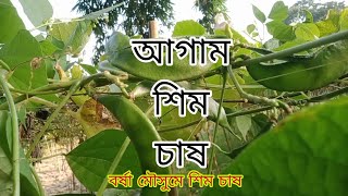 আগাম শিম চাষ /কেরালা জাতের শিম চাষ /কৃষকের সপ্ন/২০২৪।