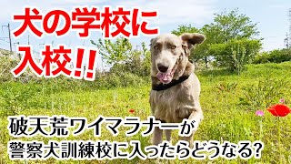 【大型犬の特訓】我が家の破天荒ワイマラナーが訓練を積むために犬の学校に入校！！