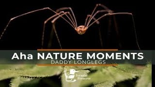 Aha Nature Moments: Daddy Long Legs