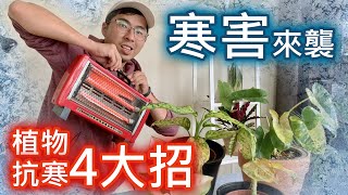 寒害來襲 | 植物抗寒4大招