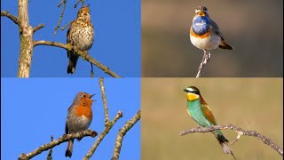 European Bird Sounds : Four Hours with 31 European Birds