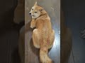 柴犬　尻尾が伸びたと思ったら　戻るのね（笑）