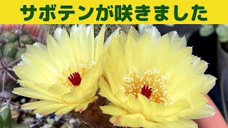 植え替えたサボテンが咲きました/綺麗なレモンイエローのサボテンの花/