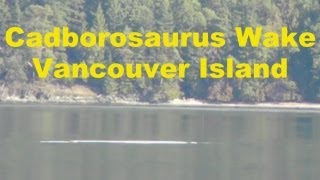 Cadborosaurus Sea Monster Wake ? Cherry Point Beach Vancouver Island Canada