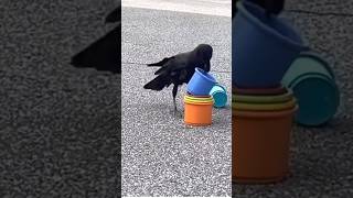 Crows Are Smarter Than You Think! 🐦‍⬛