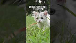 我怀疑我家猫是个猫头鹰#溜猫 #米努特矮脚猫 #治愈猫咪#喵星人#