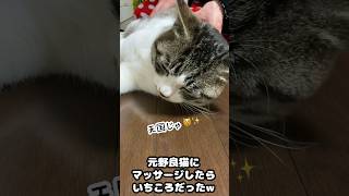 元野良猫にマッサージしたらいちころだったw