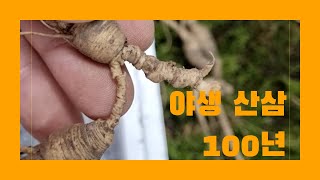 야생산삼 100년