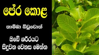 පේර කොළ තාම්බා බිවුවොත් ඔබේ ශරීරයට සිදුවන වෙනස | Pera kola wala guna | Lokayo with sube