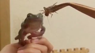 Frog Fails To Catch a Grasshopper