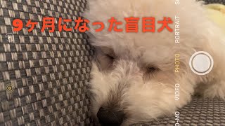 【盲目犬ロコトリミングに行ってきました】