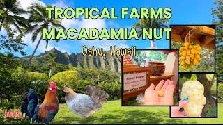 Khám phá trang trại đậu Macadamia tại Hawaii | Full Tour of Tropical Farms Macadamia Nut | Oahu