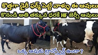 కొత్తగా డైరీ ఫర్మ్ పెట్టే వాళ్ళు ఈ ఆవులు కొనండి  అతి తక్కువ ధరలో || ఒక్క ఆవుకు ట్రాన్స్పోర్ట్ ఉందా?