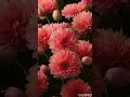 Whispers of Elegance: AI-Generated Carnation Animation #carnation