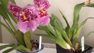 FernCrafts: Orchids in bloom- Sep, 2016