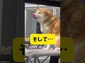 【元豆柴を洗ったら毛が抜けて豆柴に戻る？？】 おもしろ 柴犬 シベリアンハスキー shortvideo short youtubeshorts youtube