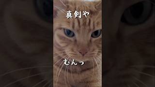 自ら与えたダメージを自らの手で癒す猫。#ねこ　#茶トラ