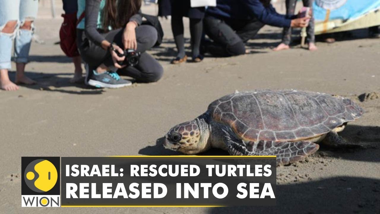 Israel Rescue Centre Releases Sea Turtles Back Into The Sea | Latest ...