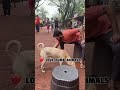 मुक्या प्राण्यांवर प्रेम करा ❤️ love dumb animals shortsfeed shortvideo animals love