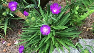 Stokesia