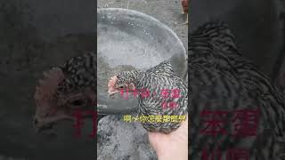 ［搞笑影片］這是什麼雞 | 放山雞 | 土雞 | 蘆花雞 | 燒酒雞 | 有味道的影片 | 小雞雞