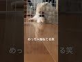 飼い主に構って貰えなくて拗ねちゃったポメラニアンの子犬 ポメラニアン 犬のいる暮らし 犬