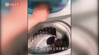 困貓於洗衣機轉動約十秒　28歲女子涉殘酷對待動物被捕 - 20210209 - 香港新聞 - 有線新聞 CABLE News