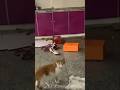 Kucing Oyen terjebak di bangunan kosong #cat #catshorts #kucing #catlover #catvideo #kucing