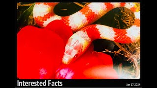 Fascinating things you didn't know | Curiosities | Season 2 (part 6) #facts