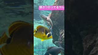 パラダイスで大興奮全く水槽から動きませんやん#沖縄#美ら海水族館#こだわり強め#のんびりさん#水族館#大興奮#パラダイス#smile#happy#sango#子連れ#オススメ#スポット#キティちゃん