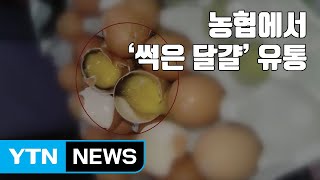 [자막뉴스] 농협에서 '썩은 달걀' 유통...대응도 허술 / YTN