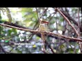 birding banded kingfisher female