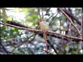 birding banded kingfisher female