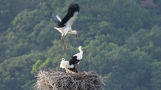 鳴門コウノトリ 2019/06/03 撮影 成長記録 徳島県鳴門市