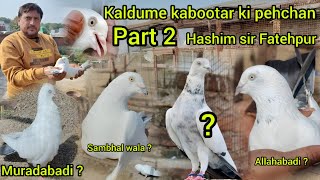 इलाहाबादी कलदुमा कबूतर की पहचान ? ! part 2 ! kyarish kadri pigeons