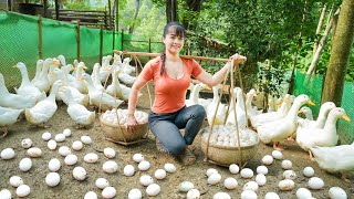 Harvesting A Lot Of Duck Eggs Goes To Market Sell - Selling grown pigs | Phương