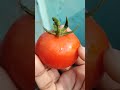 tomato harvest❤️ love gardening garden மாடி தோட்டம்