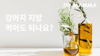 오메가3, 오메가6?! 지방이 강아지에게 좋은 음식인가요? ㅣ 닥터맘마 수의사팀