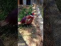 Common Pheasant Male | Game bird | Ring-necked Pheasant | Phasianus colchicus #birds #shortvideo